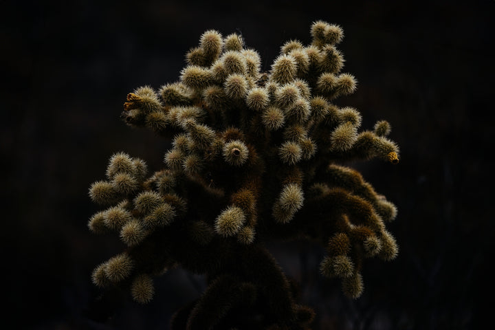 Cholla