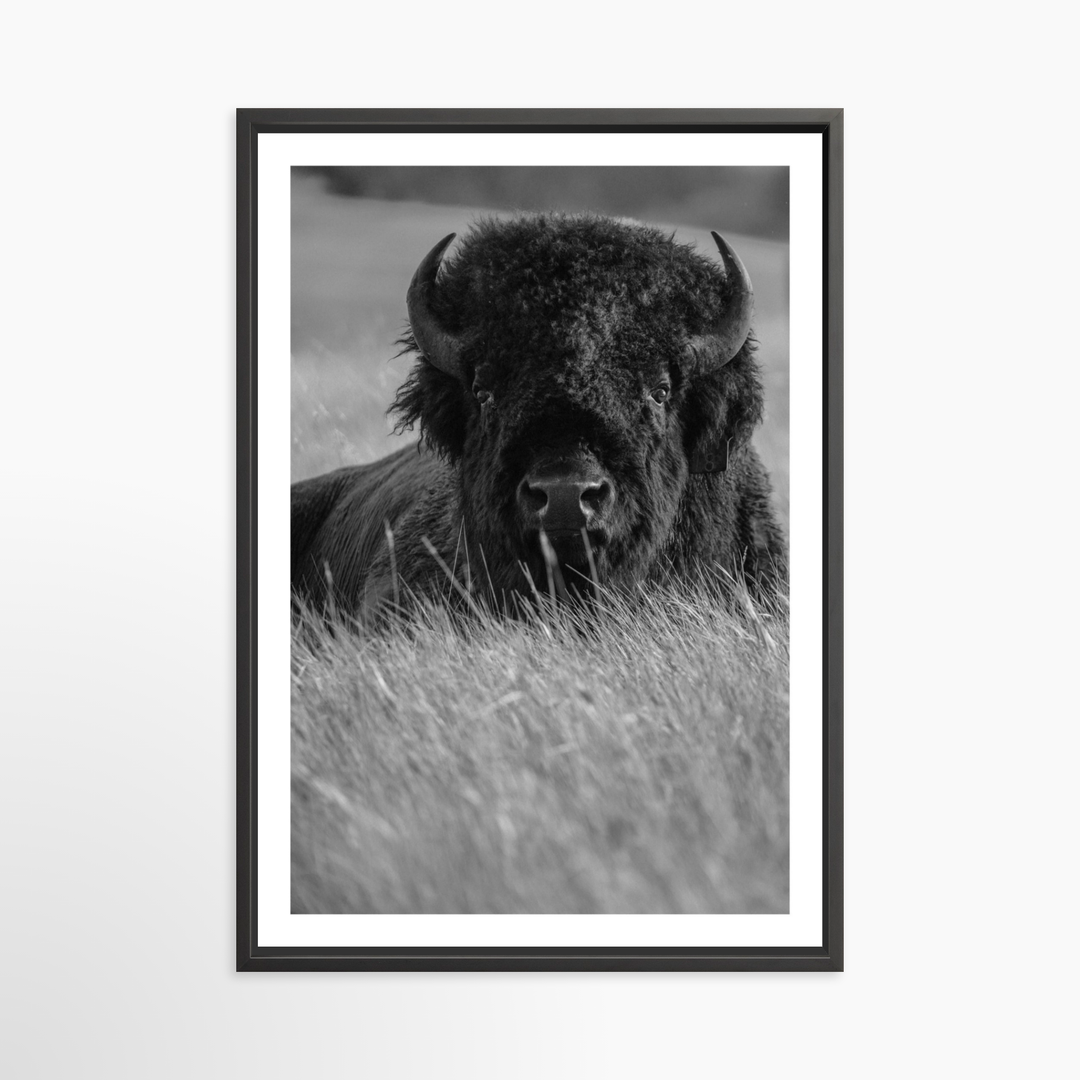 VI - 34x51 / Black / Matted