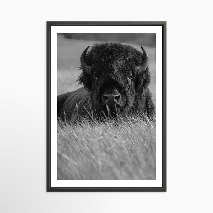 VI - 34x51 / Black / Matted