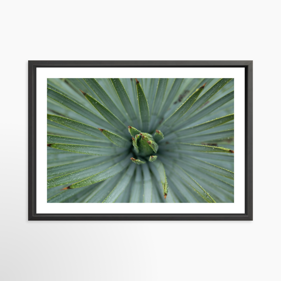 V- 39x26 / Black / Matted