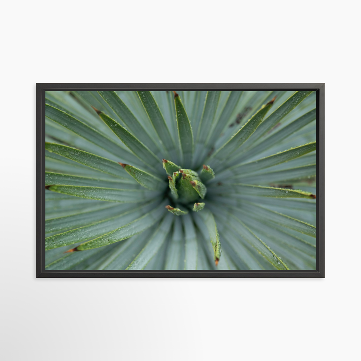 VI - 51x34 / Black / Full Bleed