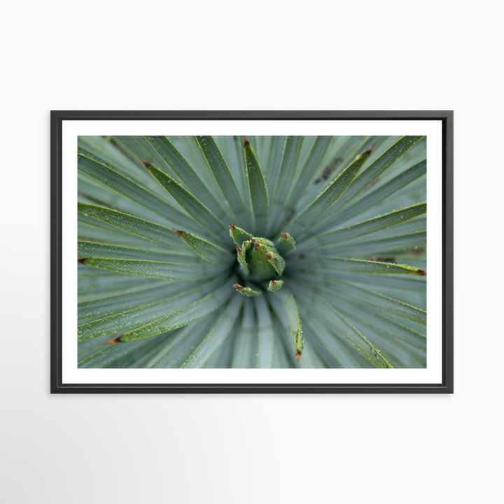 VI - 51x34 / Black / Matted