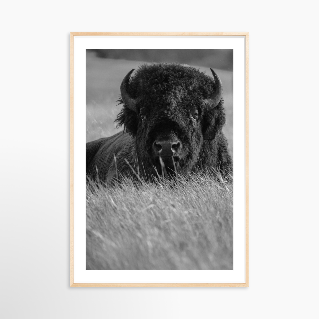 VI - 34x51 / Natural / Matted