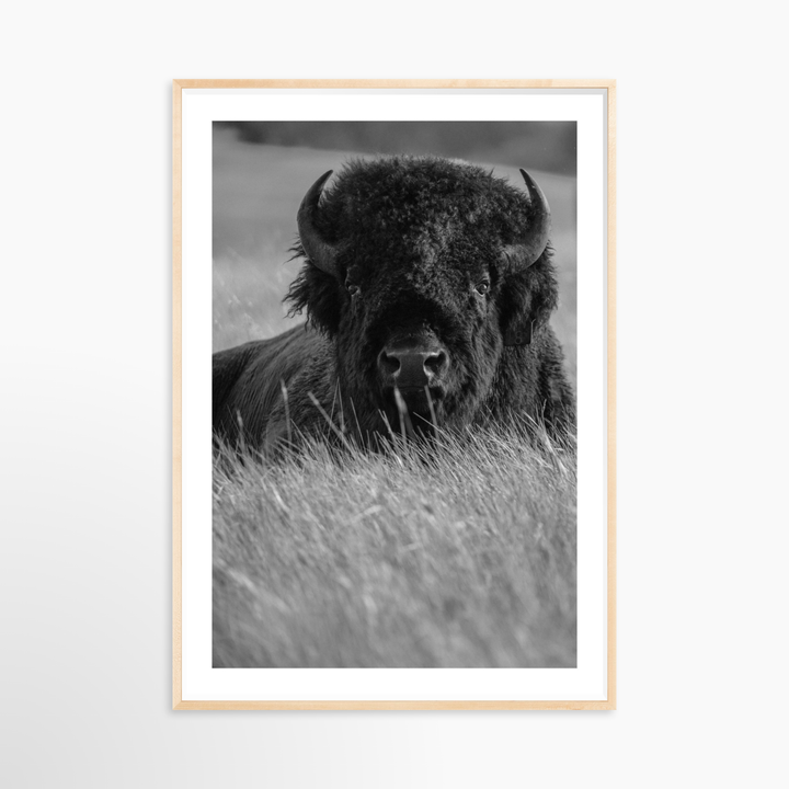 VI - 34x51 / Natural / Matted