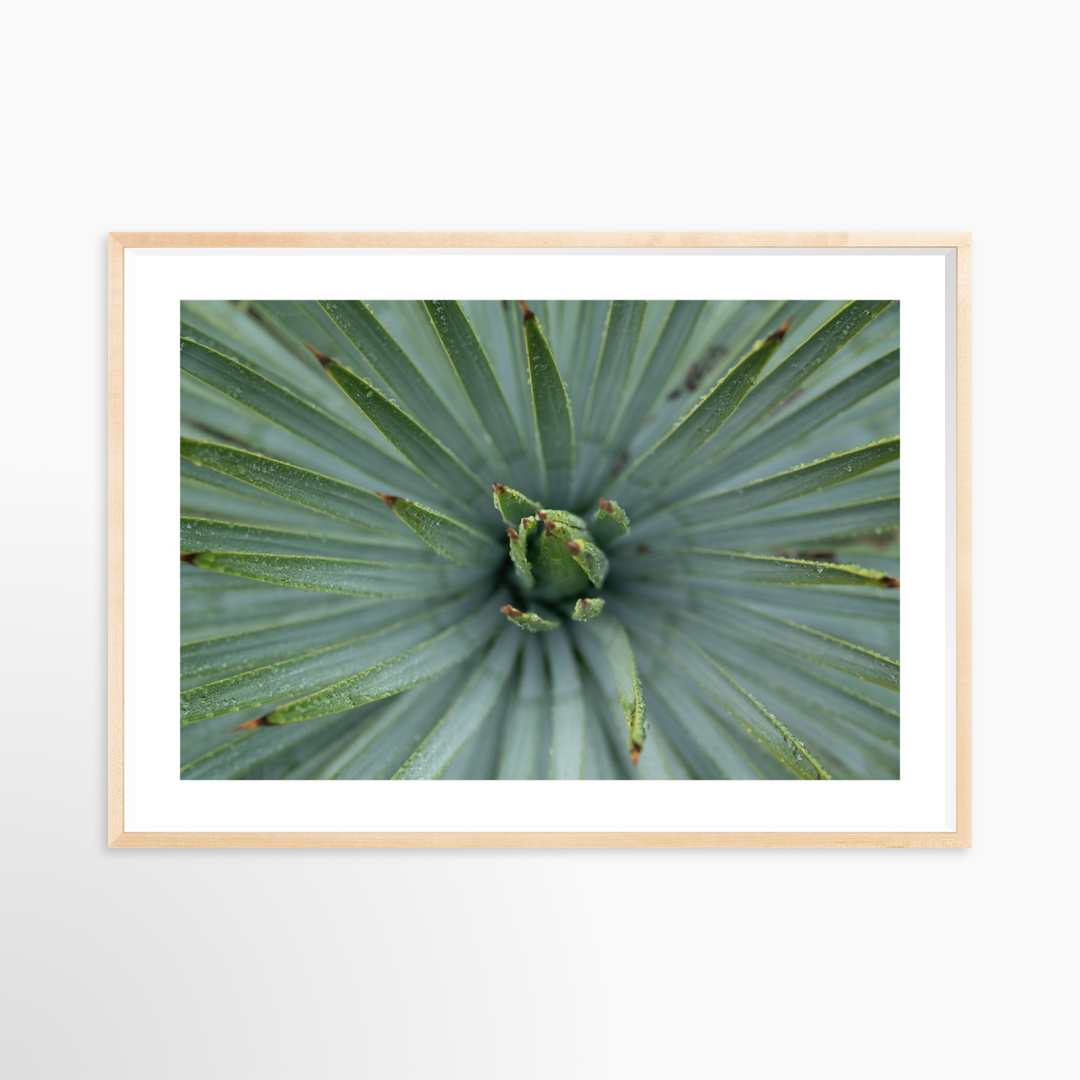 V- 39x26 / Natural / Matted