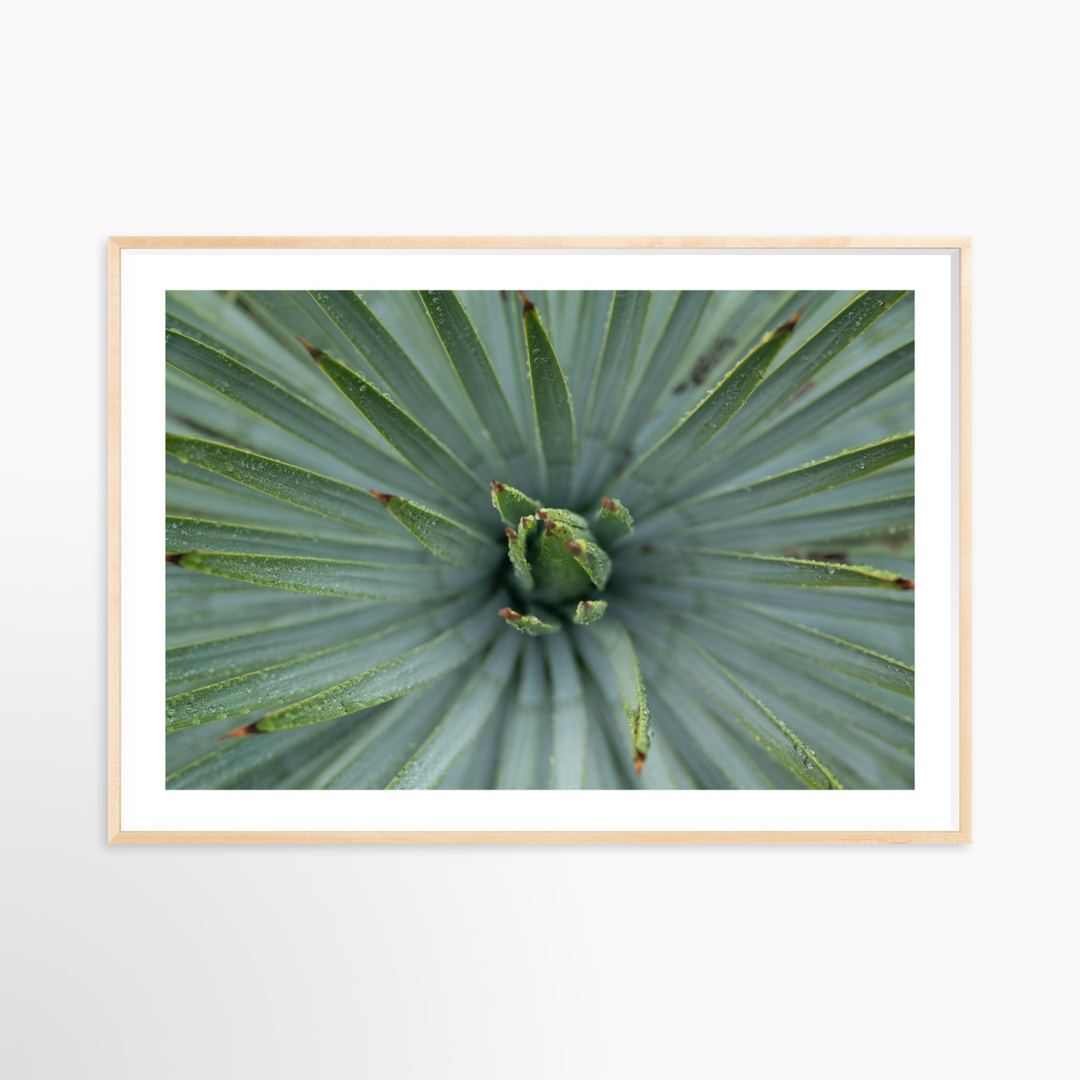 VI - 51x34 / Natural / Matted