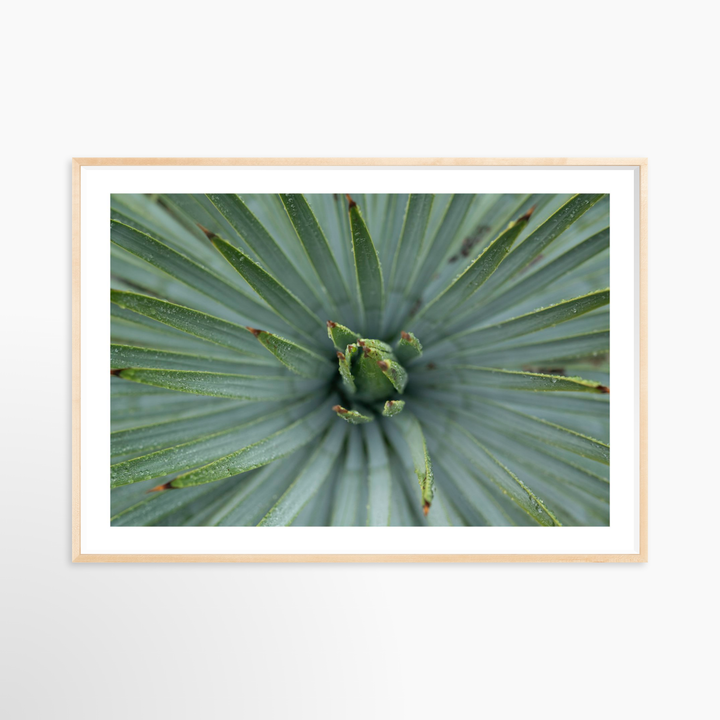 VI - 51x34 / Natural / Matted