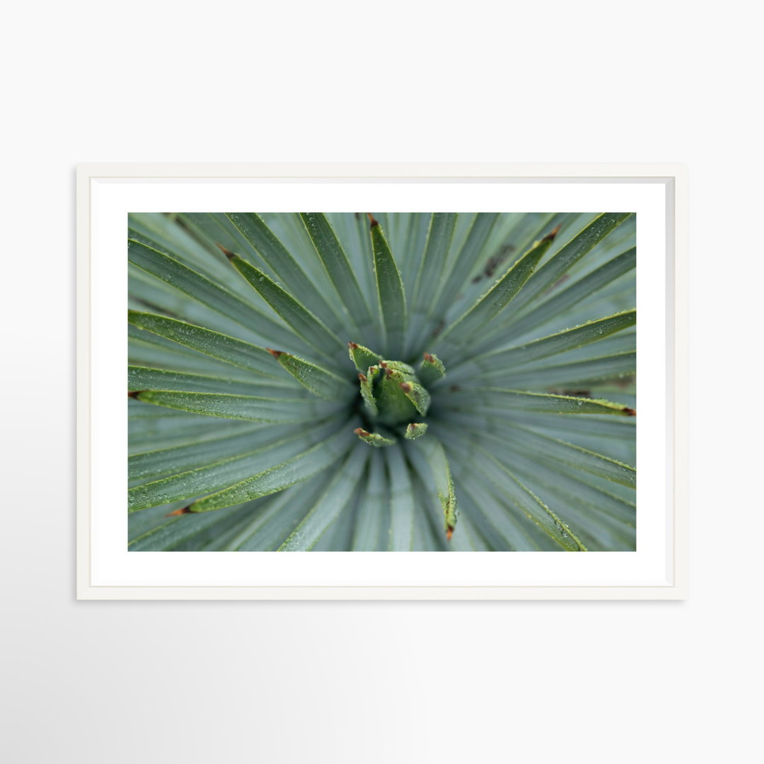 V- 39x26 / White / Matted