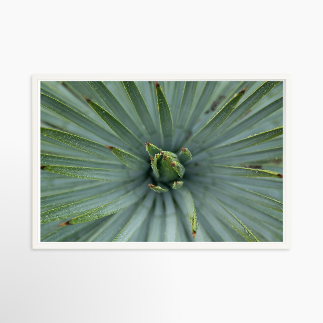 VI - 51x34 / White / Full Bleed