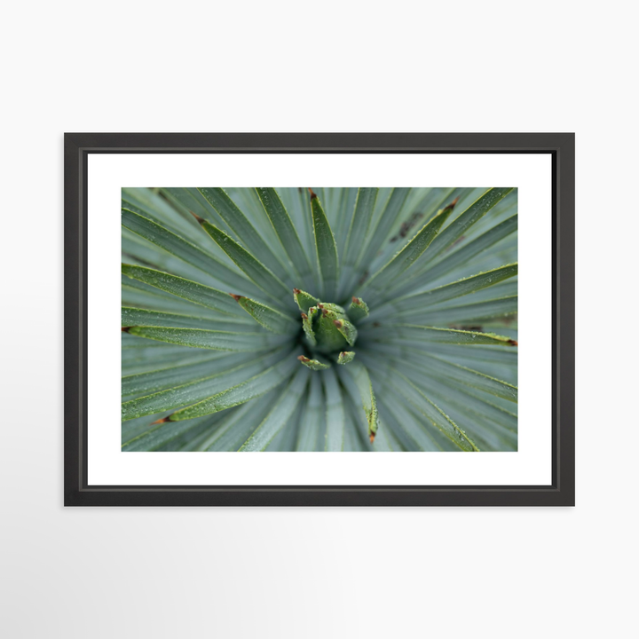 IV - 27x18 / Black / Matted