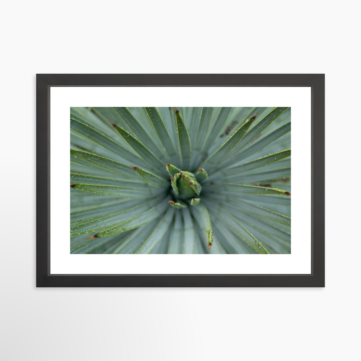 III - 19.5x13 / Black / Matted