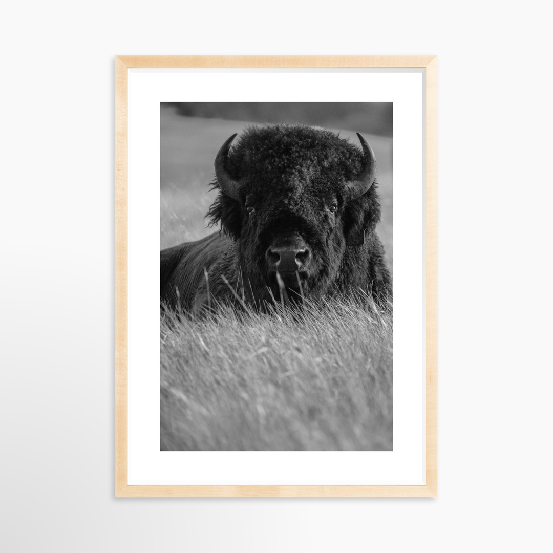 IV - 18x27 / Natural / Matted