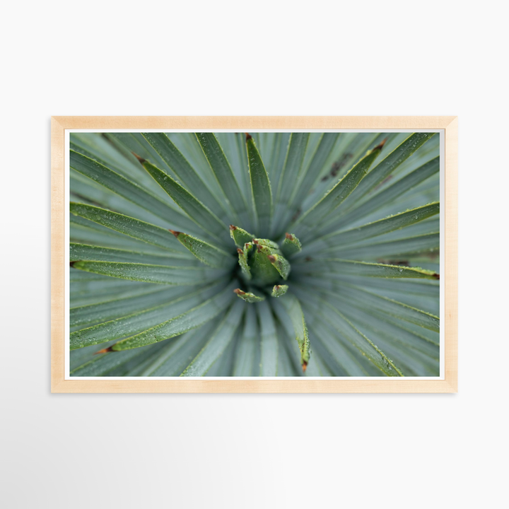 IV - 27x18 / Natural / Full Bleed