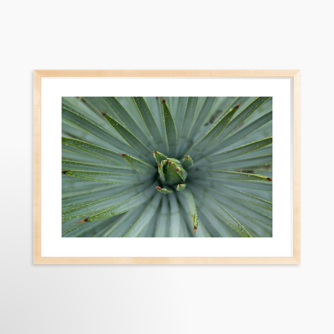 IV - 27x18 / Natural / Matted