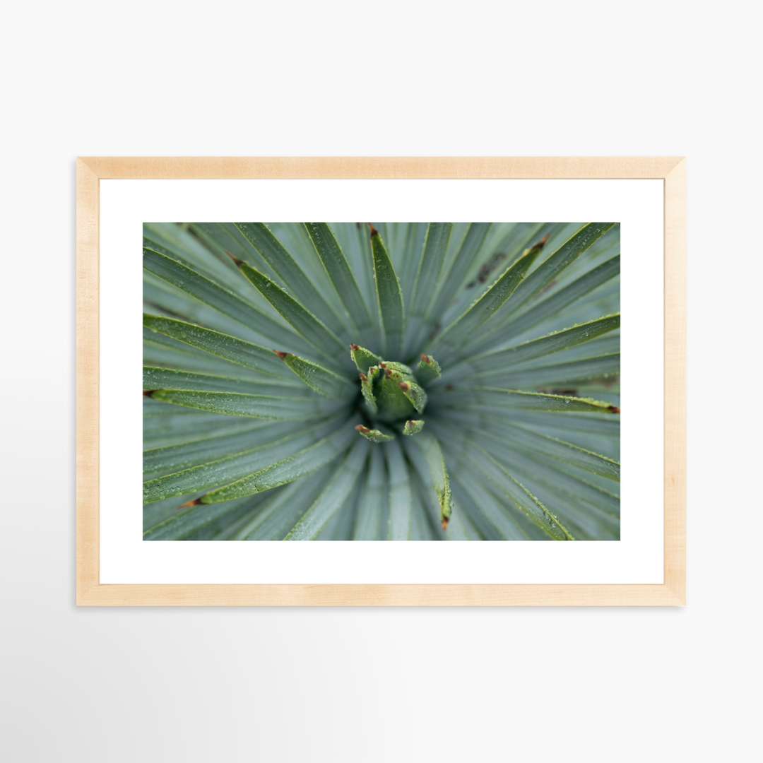 III - 19.5x13 / Natural / Matted