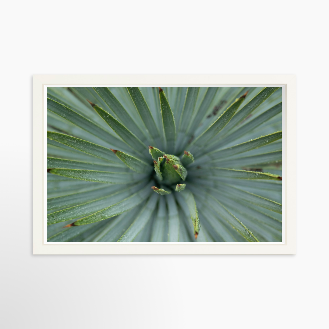 IV - 27x18 / White / Full Bleed