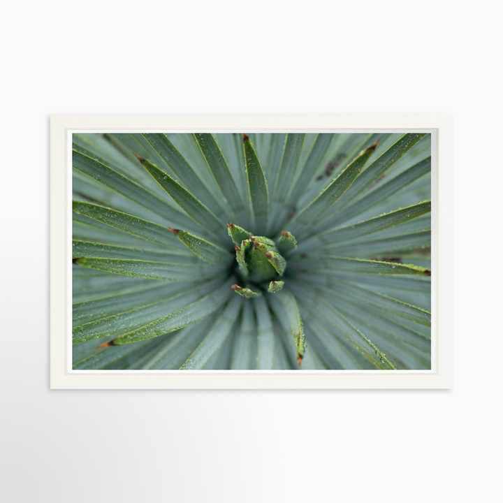 IV - 27x18 / White / Full Bleed