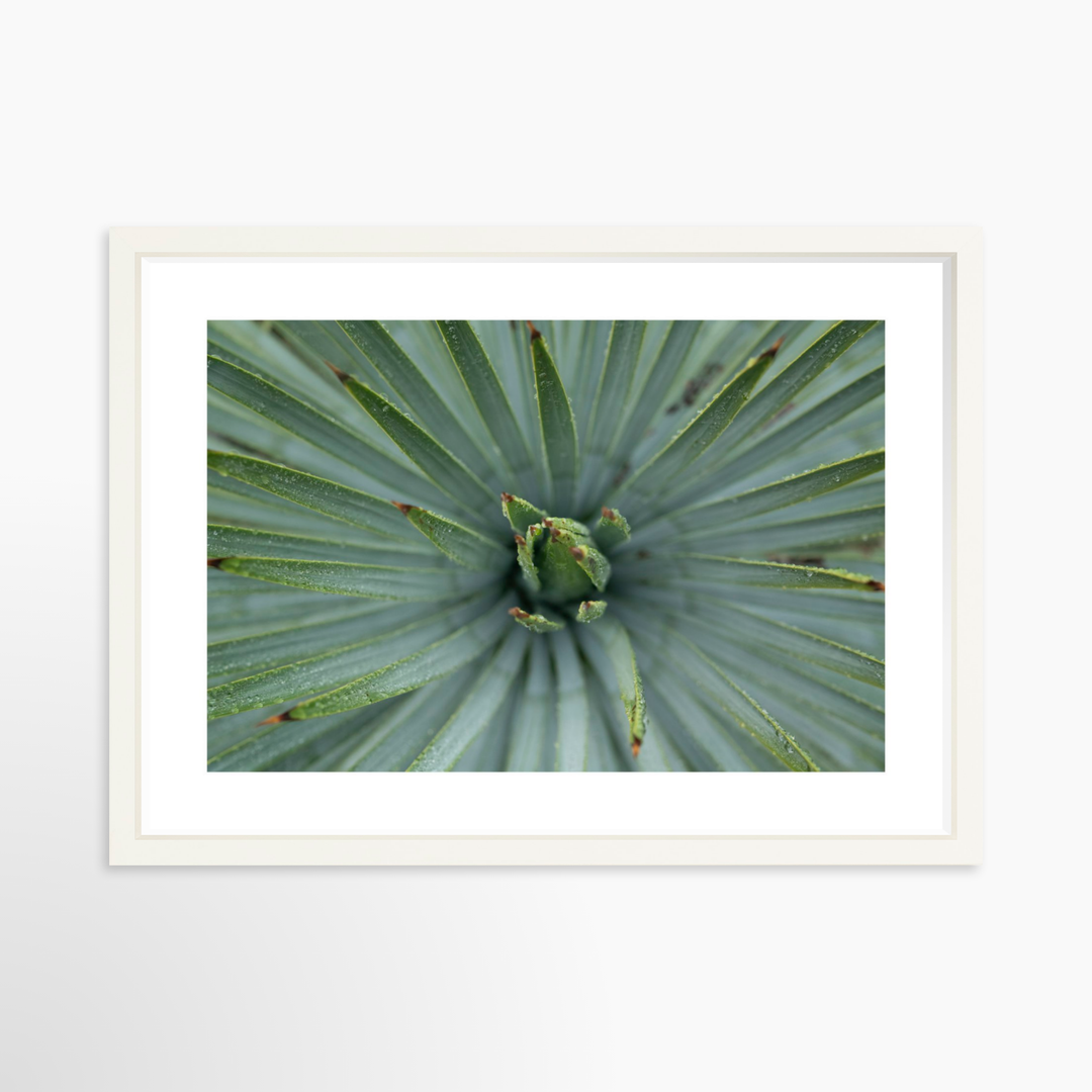 IV - 27x18 / White / Matted