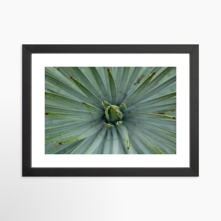 II - 12x8 / Black / Matted