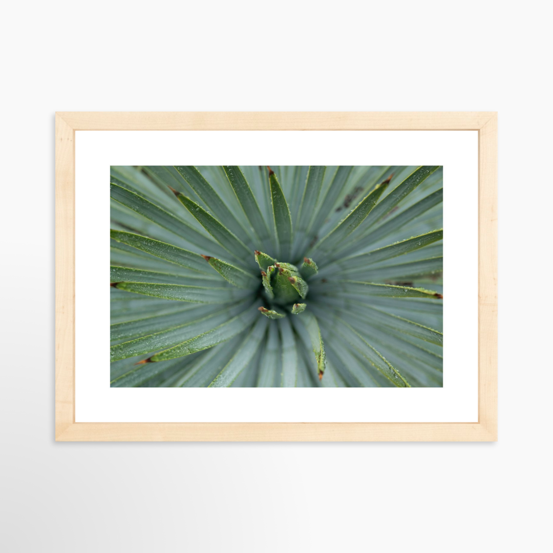 II - 12x8 / Natural / Matted