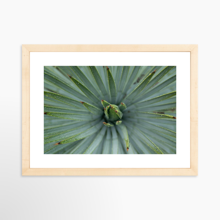 II - 12x8 / Natural / Matted