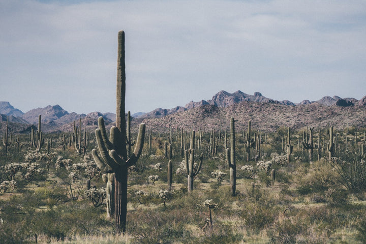 Arid Garden