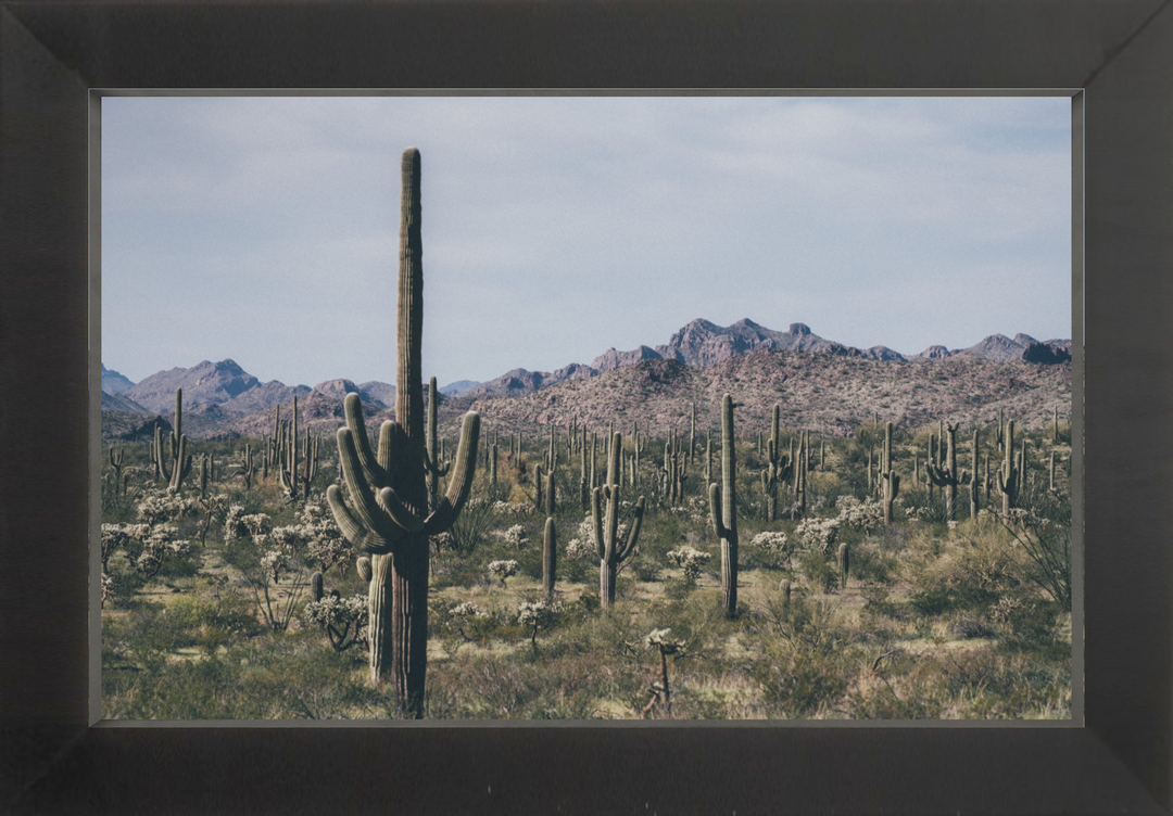 Arid Garden