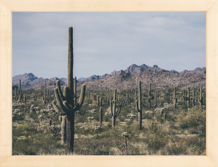 Arid Garden