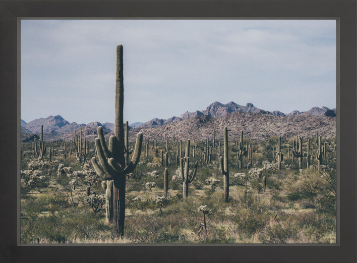 Arid Garden