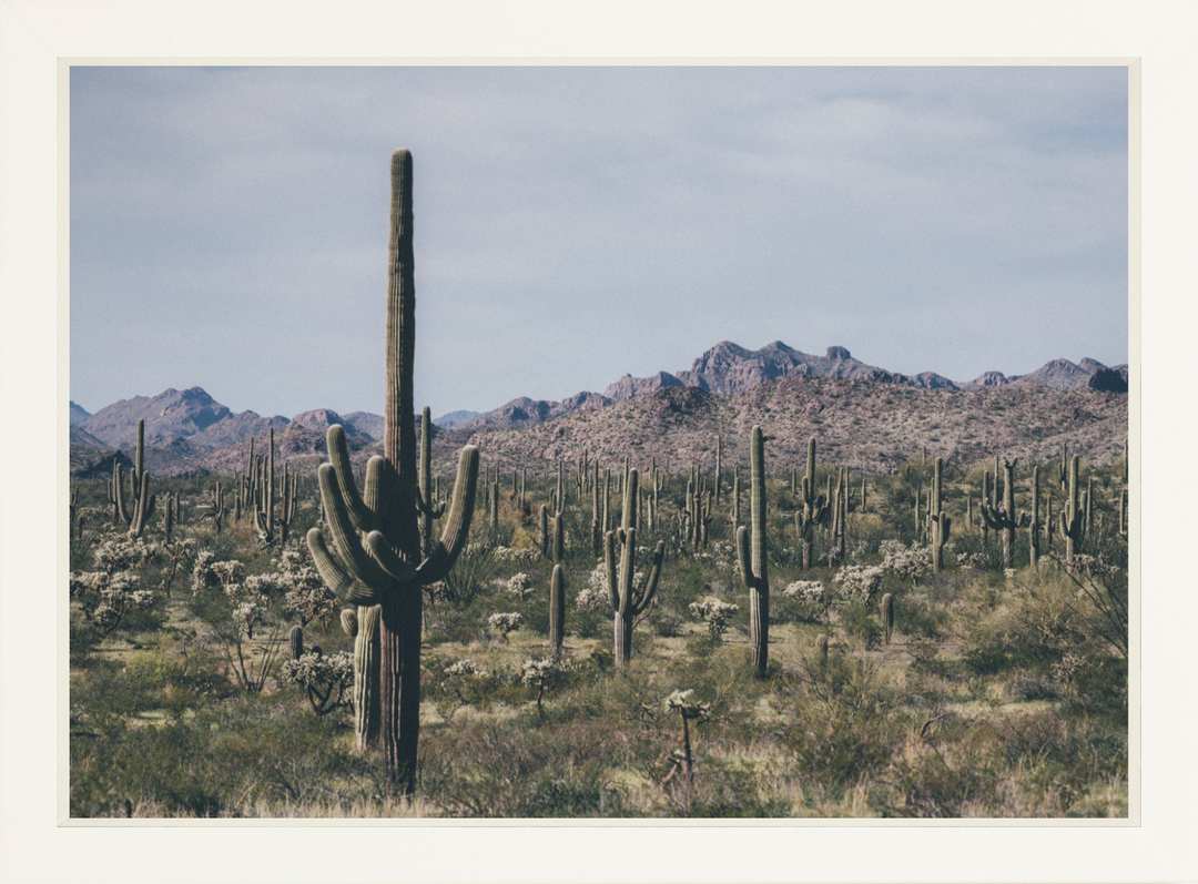 Arid Garden