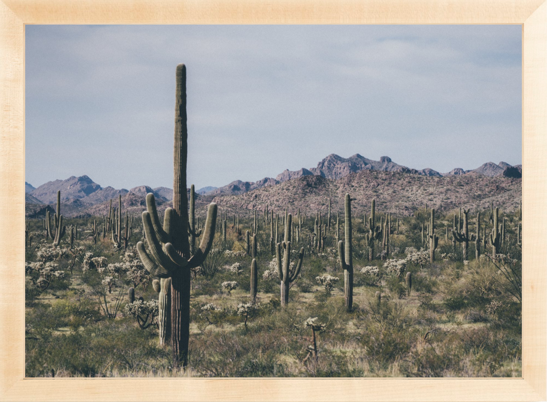 Arid Garden