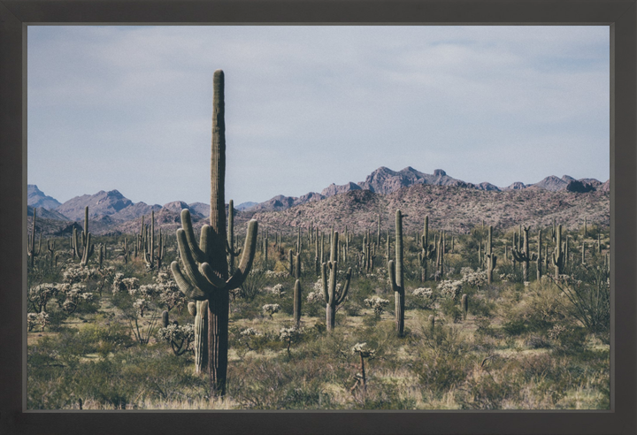 Arid Garden