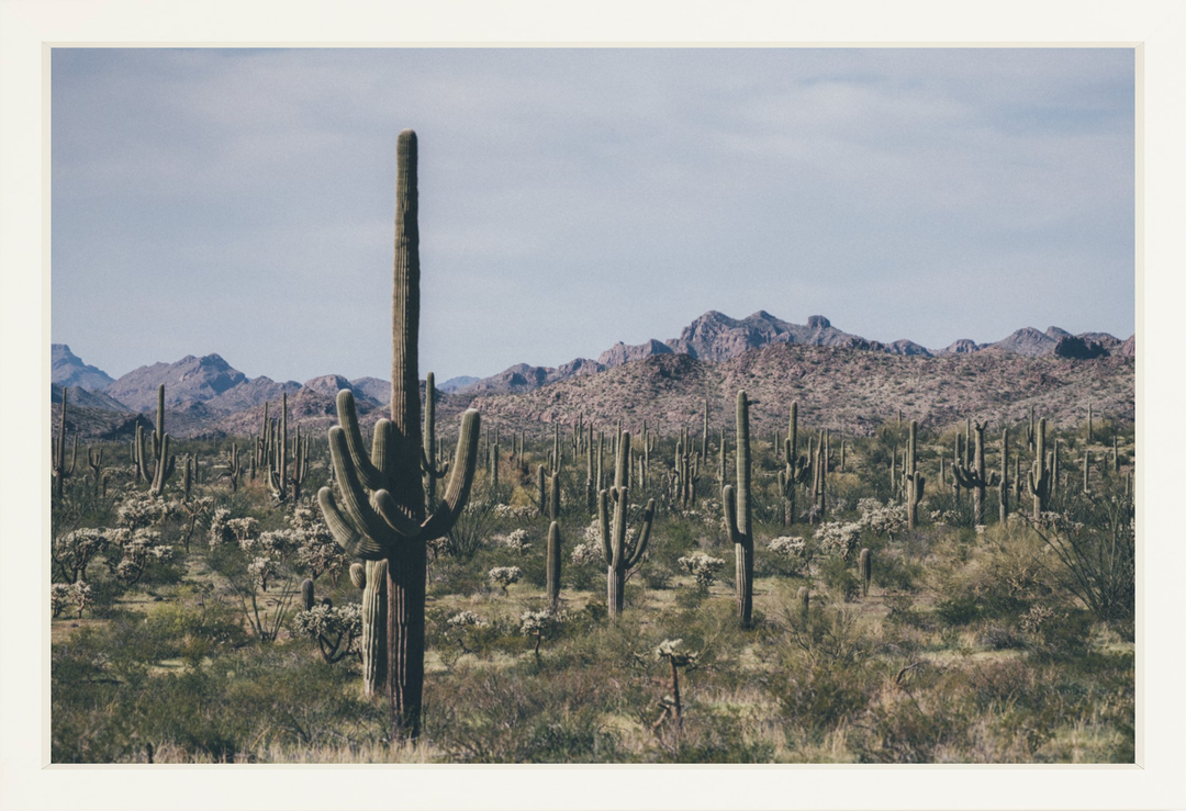 Arid Garden