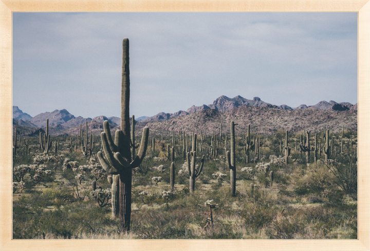 Arid Garden