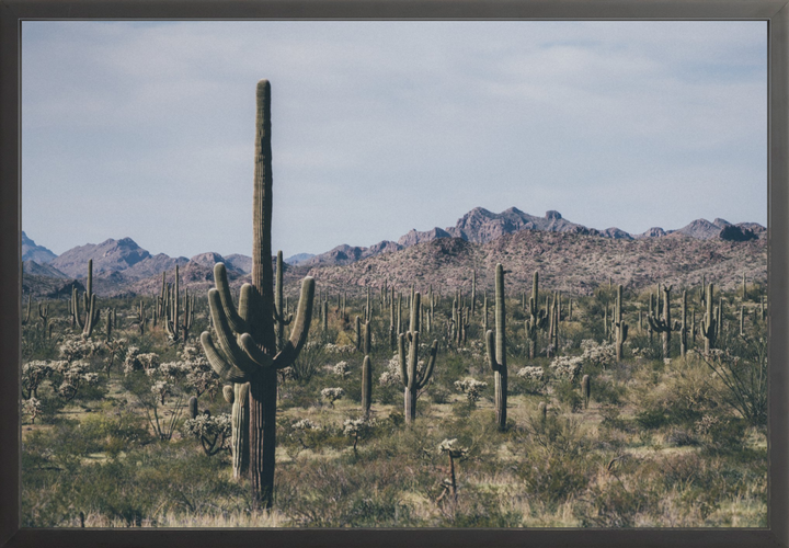 Arid Garden