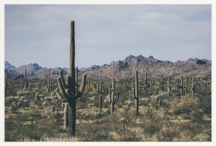 Arid Garden