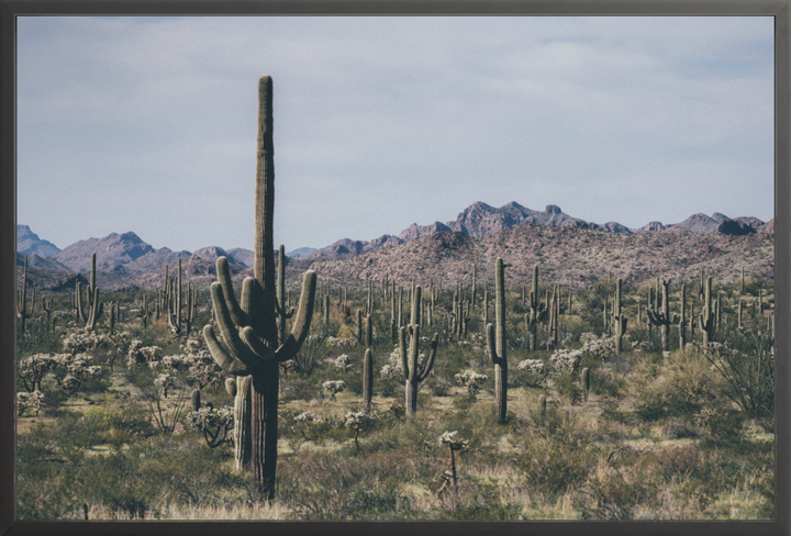 Arid Garden