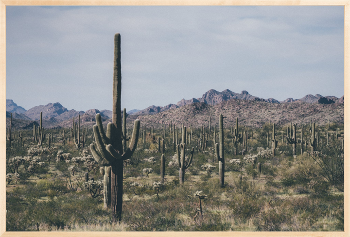 Arid Garden