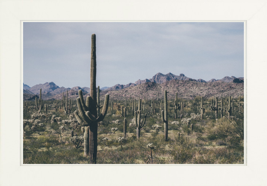 Arid Garden