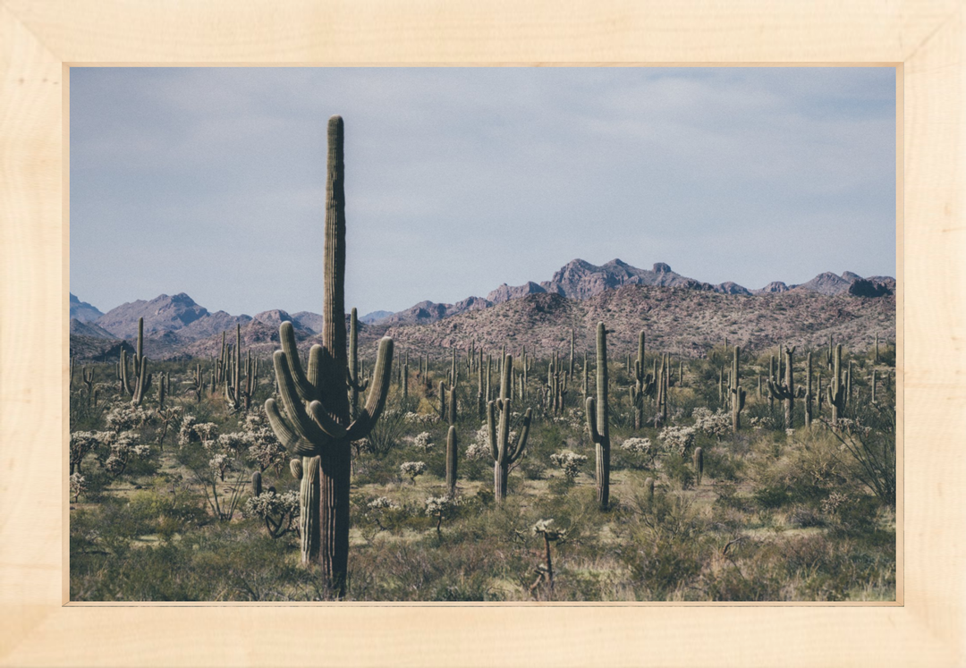 Arid Garden