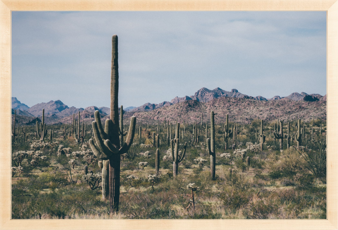 Arid Garden