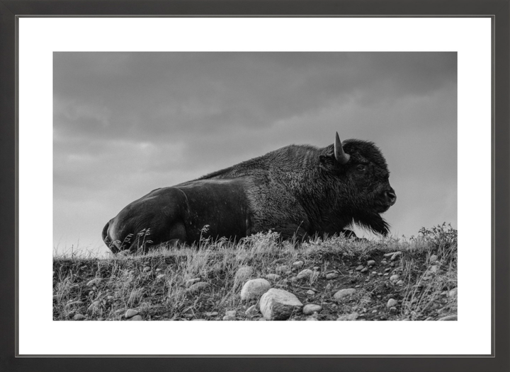 Prairie King