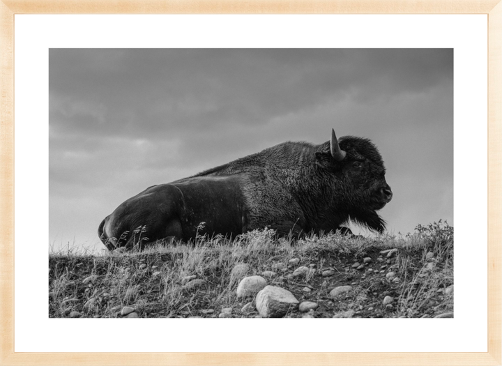 Prairie King