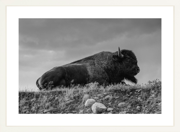 Prairie King