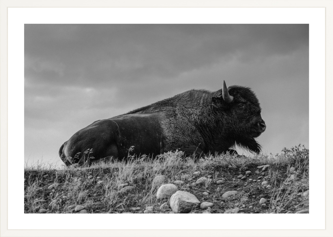Prairie King