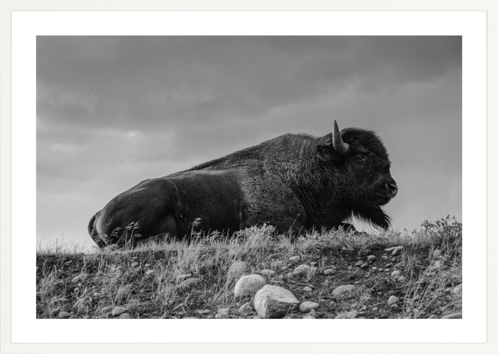 Prairie King