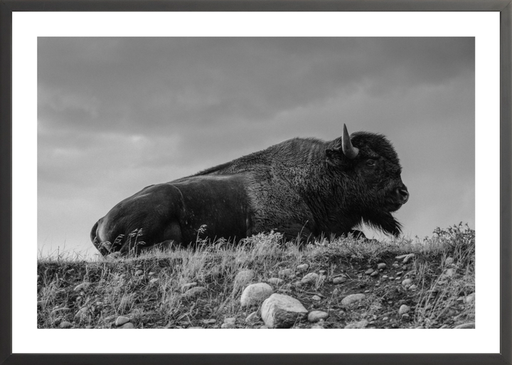 Prairie King