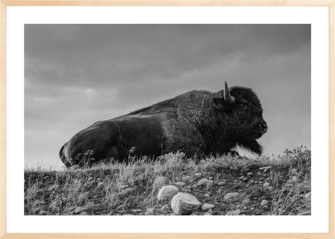 Prairie King