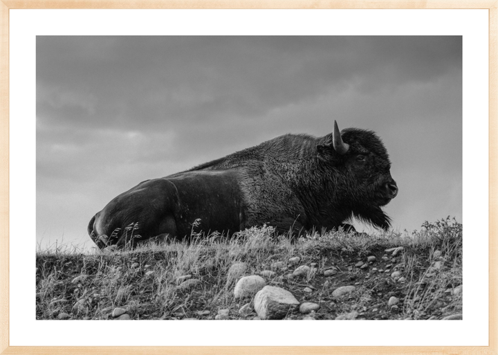 Prairie King