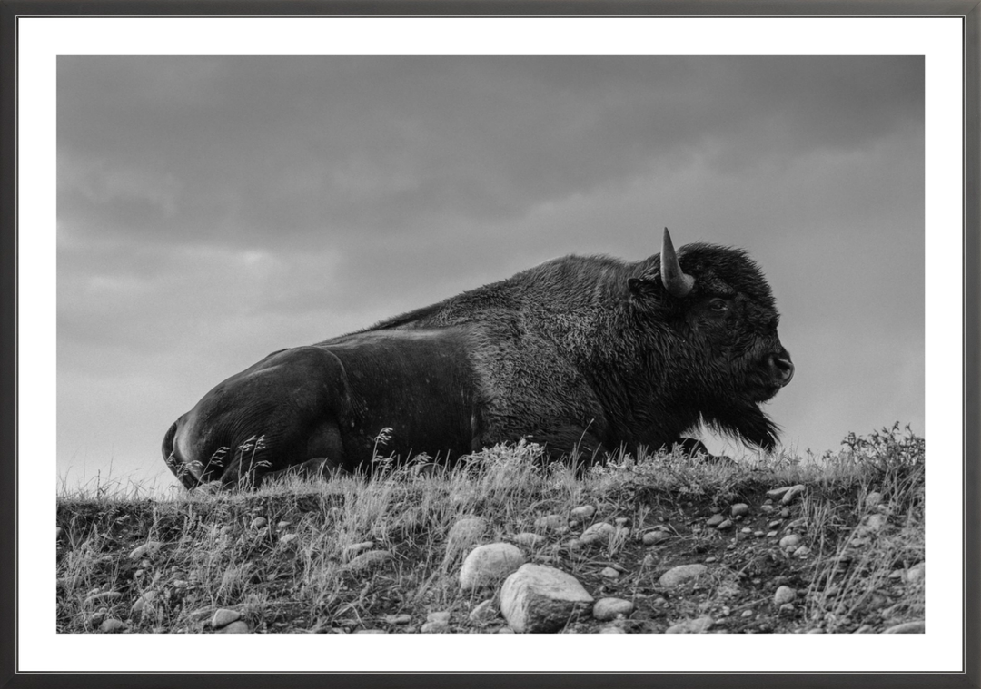 Prairie King